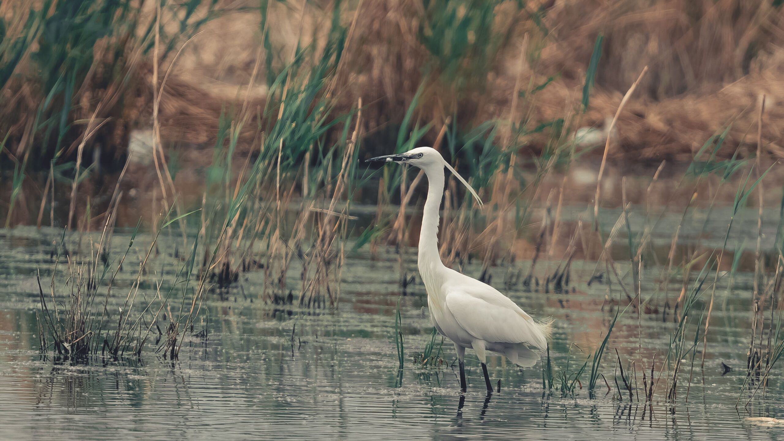 birdwatching in norfolk