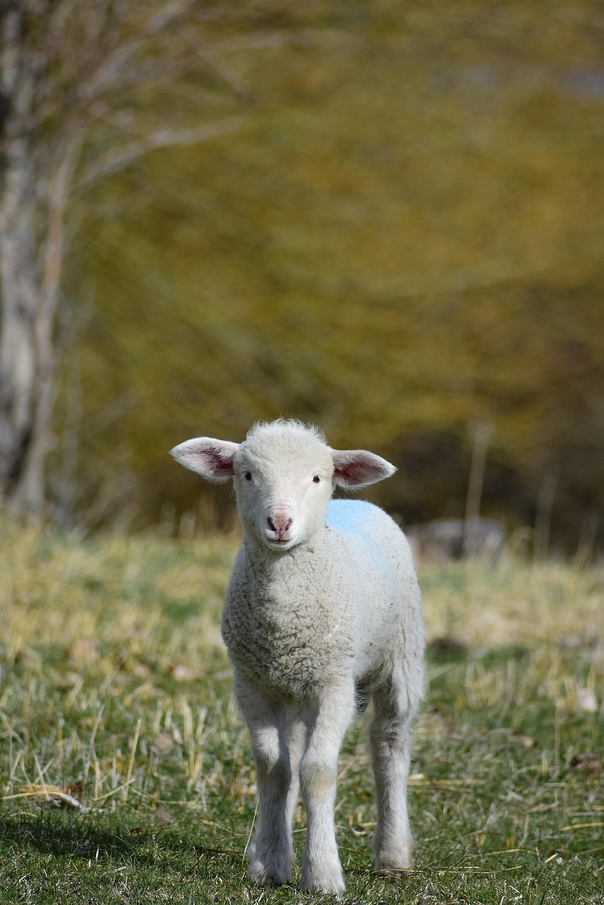 norfolk lamb